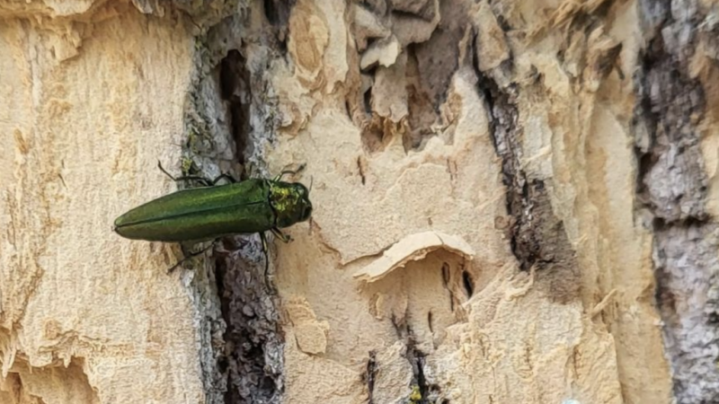 WI Daily Update: Emerald ash borer now in all 72 counties – Outdoor News