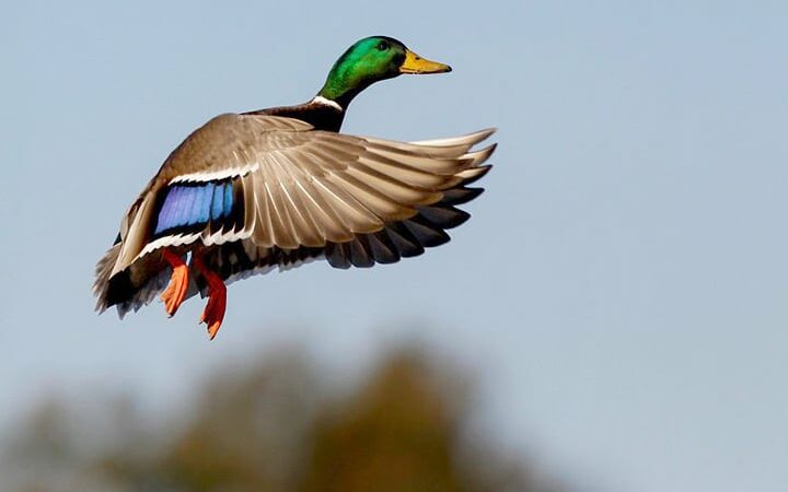 WI Daily Update: Mixed results from the annual spring waterfowl survey – Outdoor News