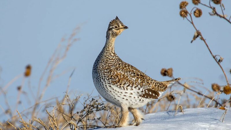 WI Daily Update: Sharptailed grouse season remains closed in 2024 – Outdoor News