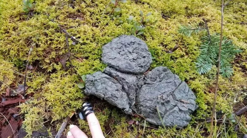 ‘Wider Than a Coke Can’: Bigfoot Turds in Washington?