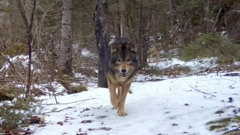 Wild Wolf-Dog Hybrid Caught on a Trail Cam in Minnesota