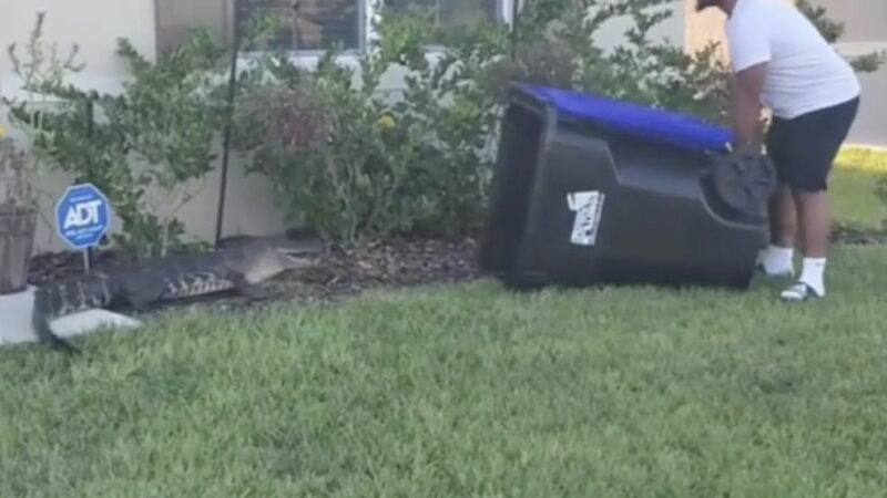 Will This Man Trap an Alligator in His Trash Can? Watch It Go Down.