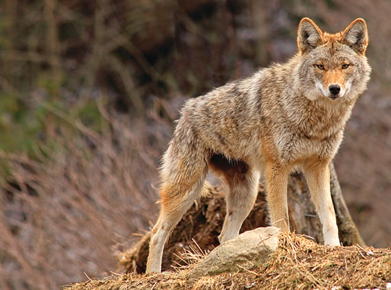 Wisconsin research indicates hunting, trapping has little impact on coyote populations – Outdoor News