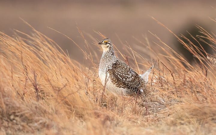 Wisconsin sharptailed grouse season closed in 2024 – Outdoor News