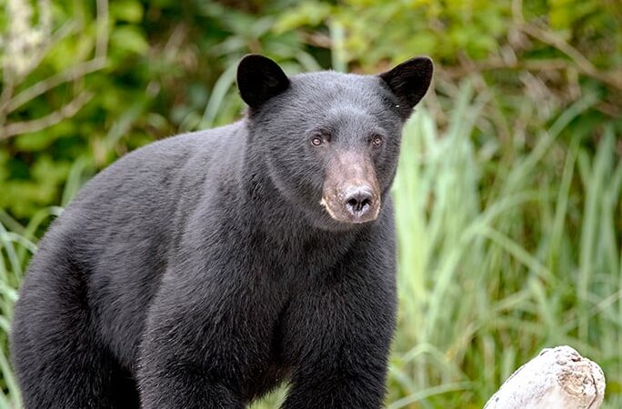 A 12-year-old boy fatally shoots a black bear mauling his father during a hunt in western Wisconsin – Outdoor News