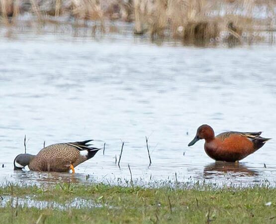 A cinnamon twist arrives in Illinois as hunters get ready for early teal season – Outdoor News