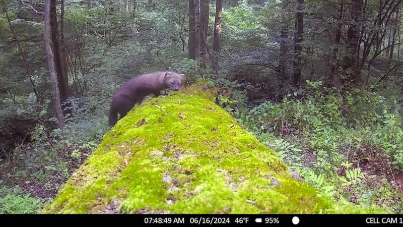 ‘A Needle in a Haystack’: Trail Cam Films Rare Fisher in Pennsylvania