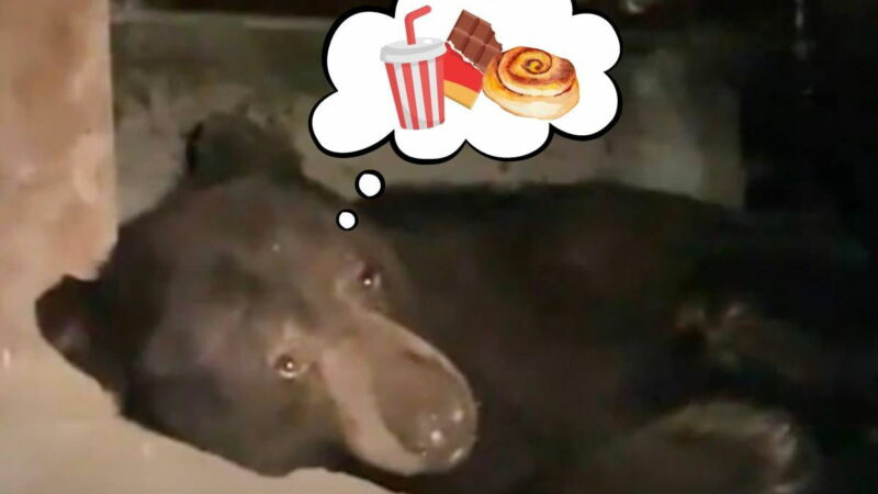 Are Bears Becoming Addicted to Sugar and Fast Food?