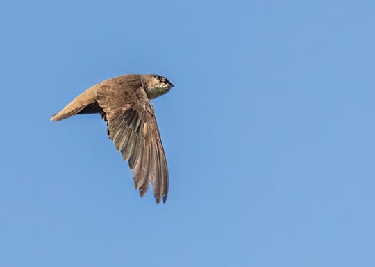 Audubon says chimney swifts are using nesting towers in Western Pennsylvania – Outdoor News