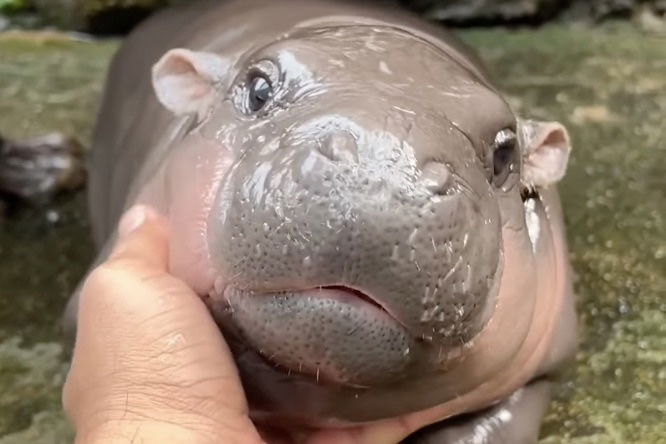 Baby Pygmy Hippos Are Weirdly Adorable (Especially This One)