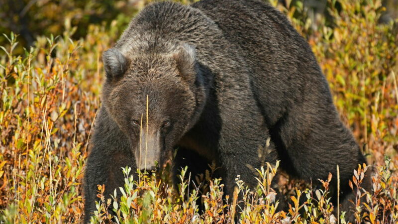 Bear Attack in Glacier National Park Prompts Warning From Officials