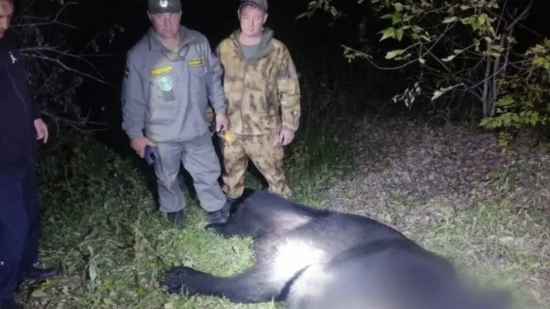 Bear in Russia Slaughters 35 Dogs, Then Kills a Father and Son