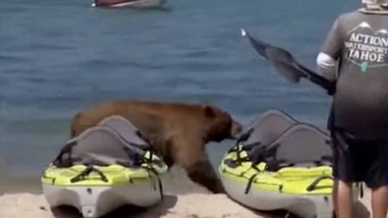 Bear Walks Along Crowded Shoreline, Takes a Dip in the Lake