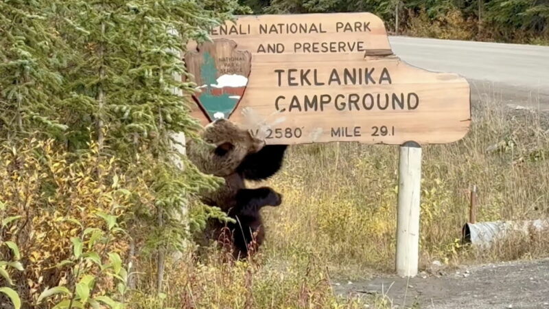 Bear Welcomes Denali Visitors by Using Sign as a Scratch Post