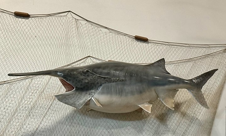 Big fish coming to West Lake Okoboji with paddlefish reintroduction – Outdoor News