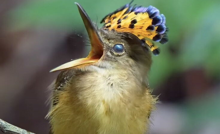 Bird Sprouts Headdress in Real Time (We Did NOT See This Coming)