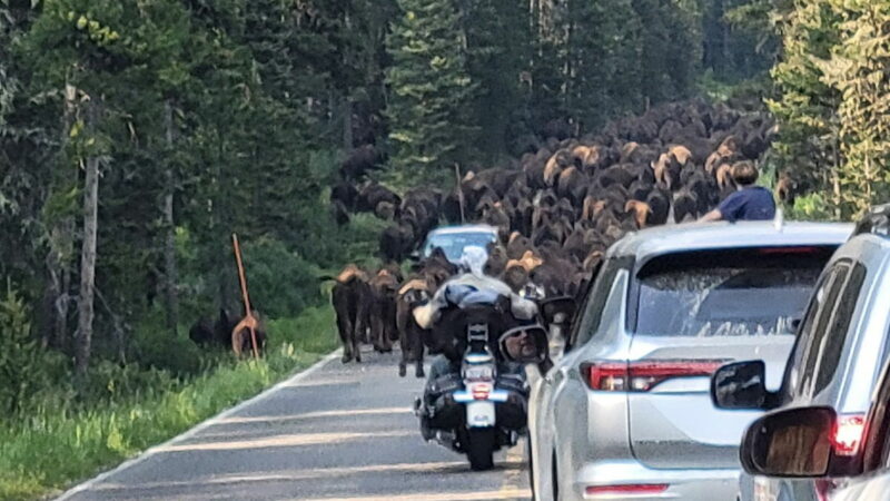 Bison Herd vs. Biker Gang in Yellowstone National Park (Video)