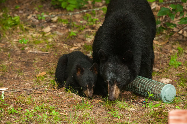 Black bear conflicts increase across New York this year – Outdoor News