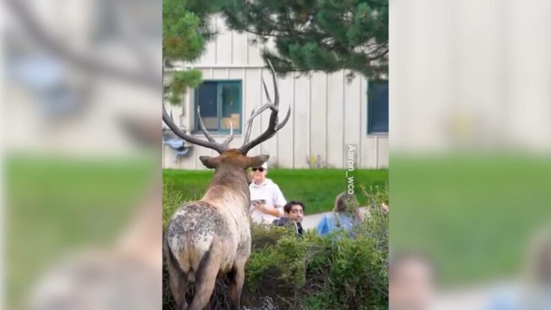 Bull Elk Photobombs Picture When People Get Too Close (Video)