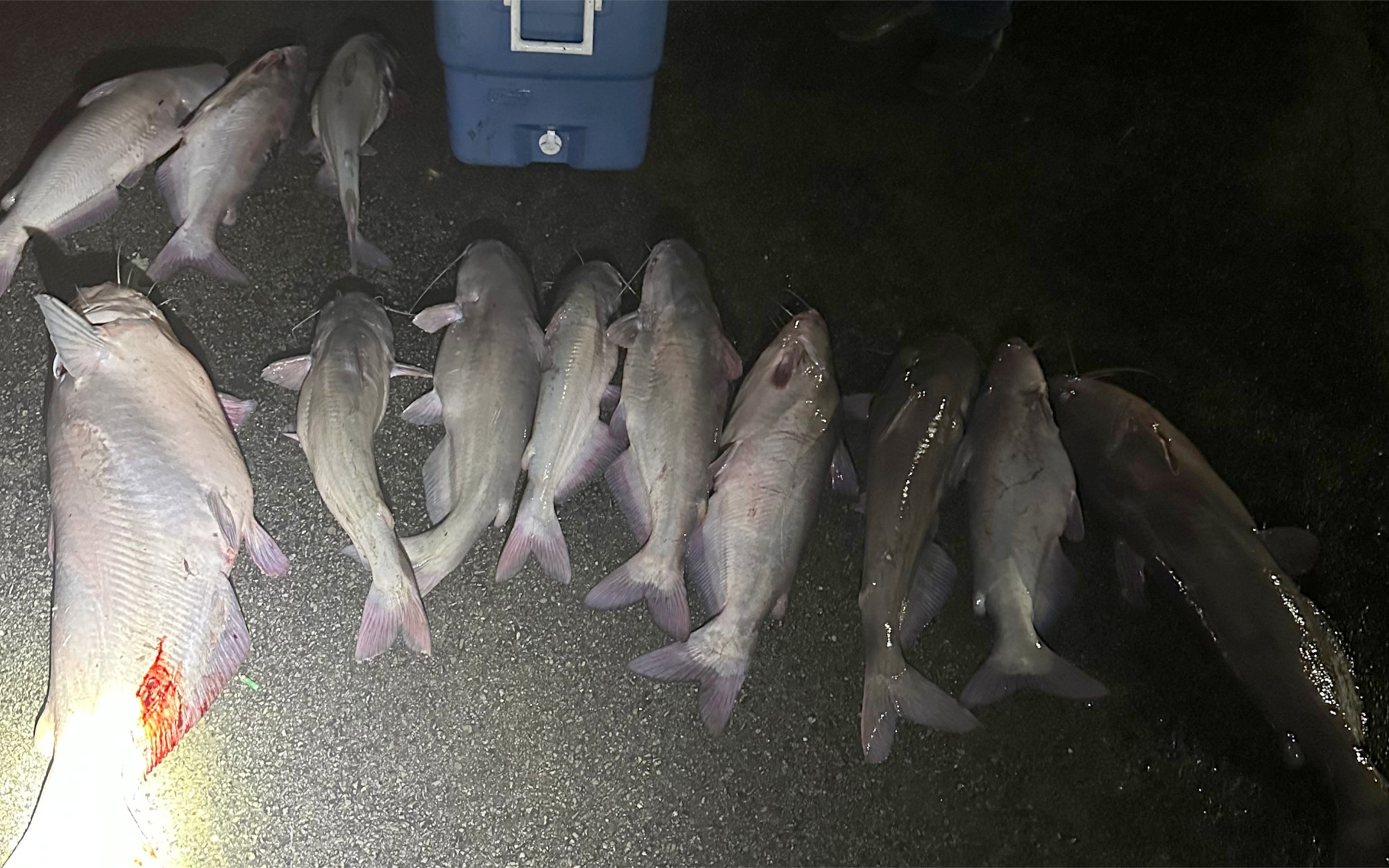 Illegally harvested catfish lie near a cooler. 