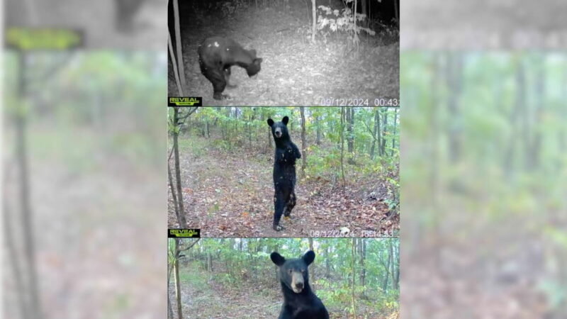 Caught on Trail Cam: Is That a Two-Legged Black Bear?