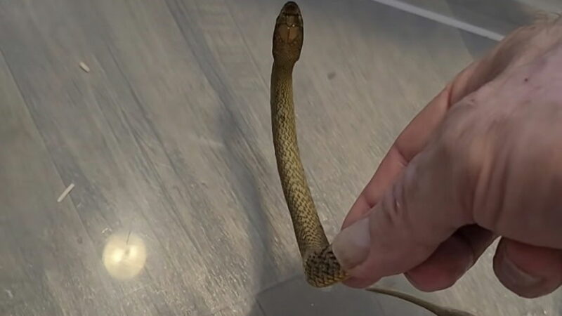 Chilling Video: Man Handles Deadly Snake Hours Before It Bit Him