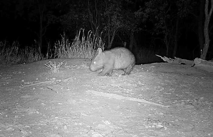 Cute, Critically Endangered Animal Spotted on Trail Cam