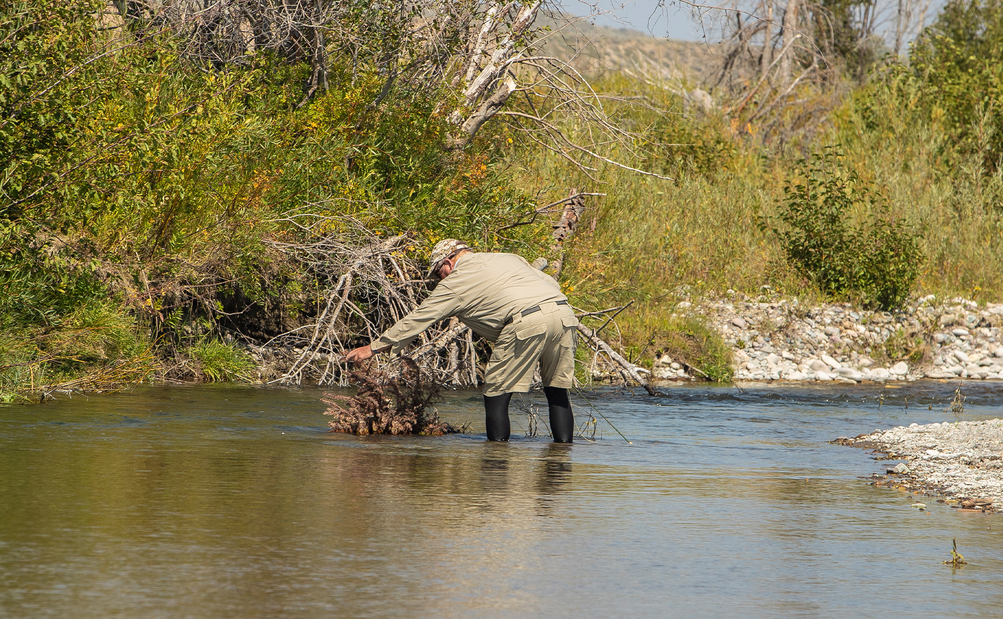 An angler retrieves a fly from a bush in the river.