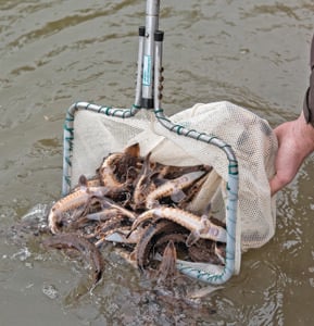 Documentary highlights Minnesota’s Red River lake sturgeon recovery – Outdoor News