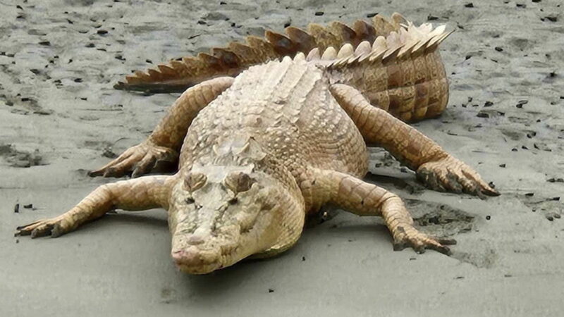 Extremely Rare ‘Golden’ Croc Delights People on Wildlife Tour