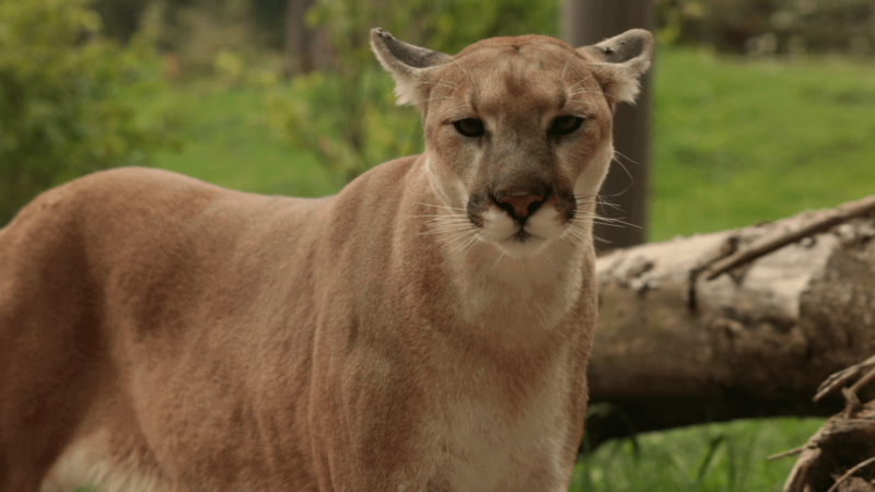 Family Picnic Gone Wrong: Mountain Lion Mauls Young Boy