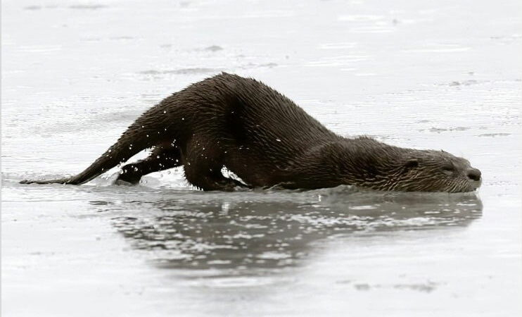 Funny Video: Lazy Otter Slides on Ice for Over a Mile