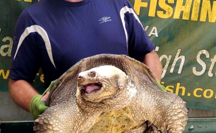 ‘Godzilla’ Snapping Turtle Is So Huge Virginia Officials Established a New Record Category