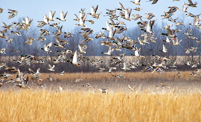 Gretchen Steele: Changes coming to Cypress Creek National Wildlife Refuge in Illinois – Outdoor News