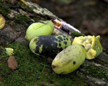 Gretchen Steele: Pawpaw picking time is a seasonal delight – Outdoor News