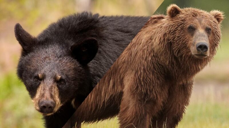 Here’s How to Tell a Black Bear Track From a Brown Bear Track