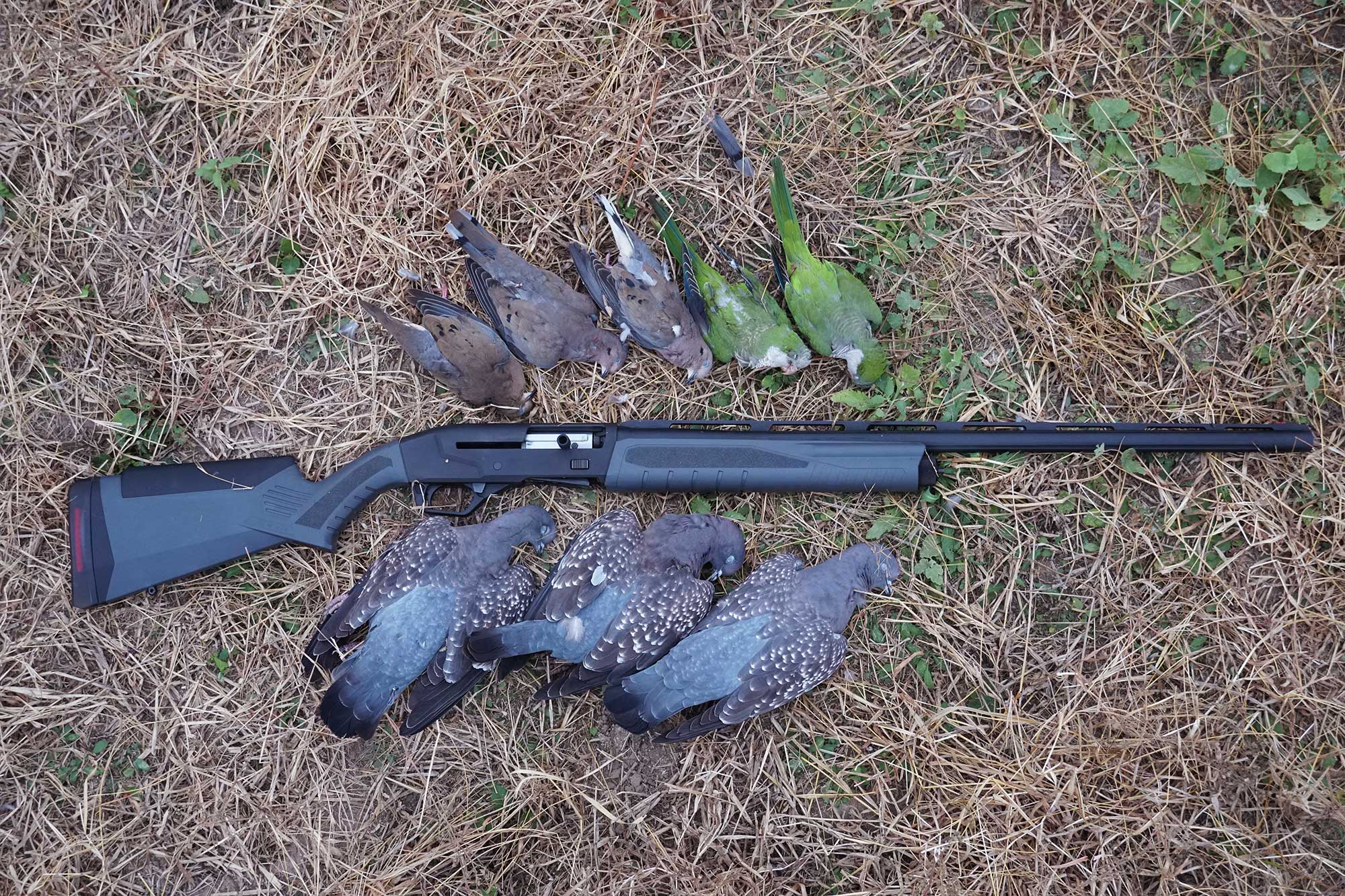 argentina dove hunting