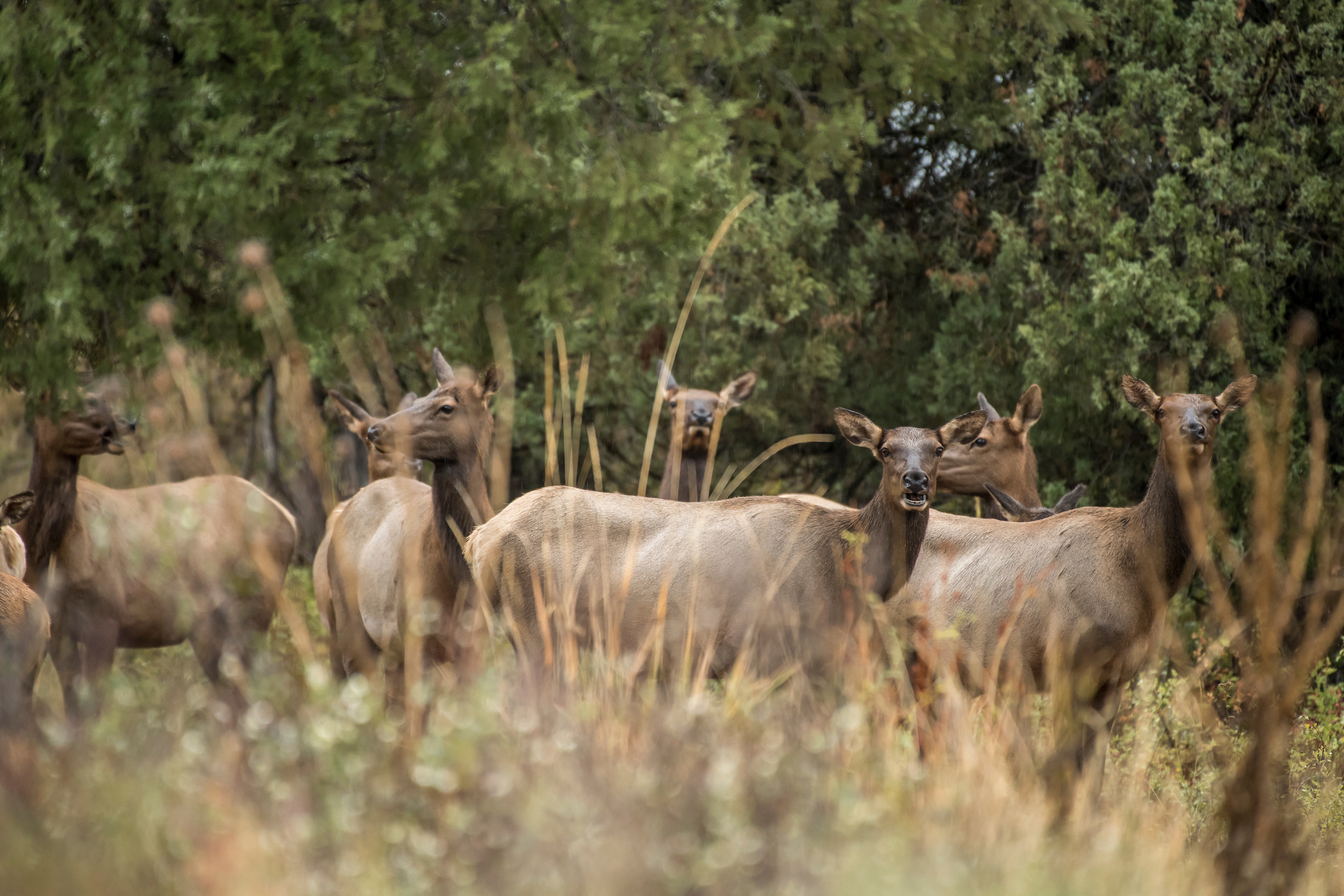 cow elk