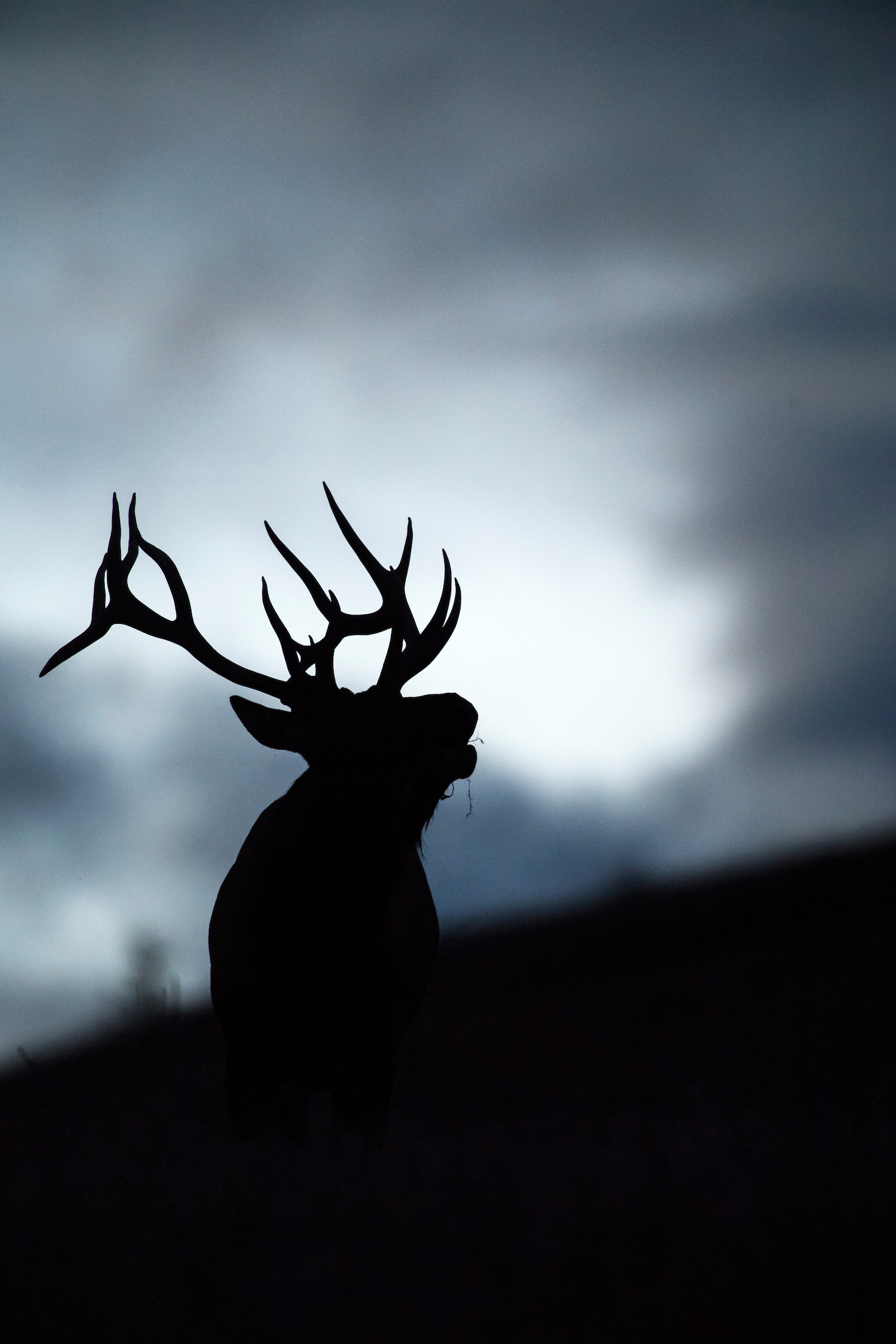 bugling bull elk