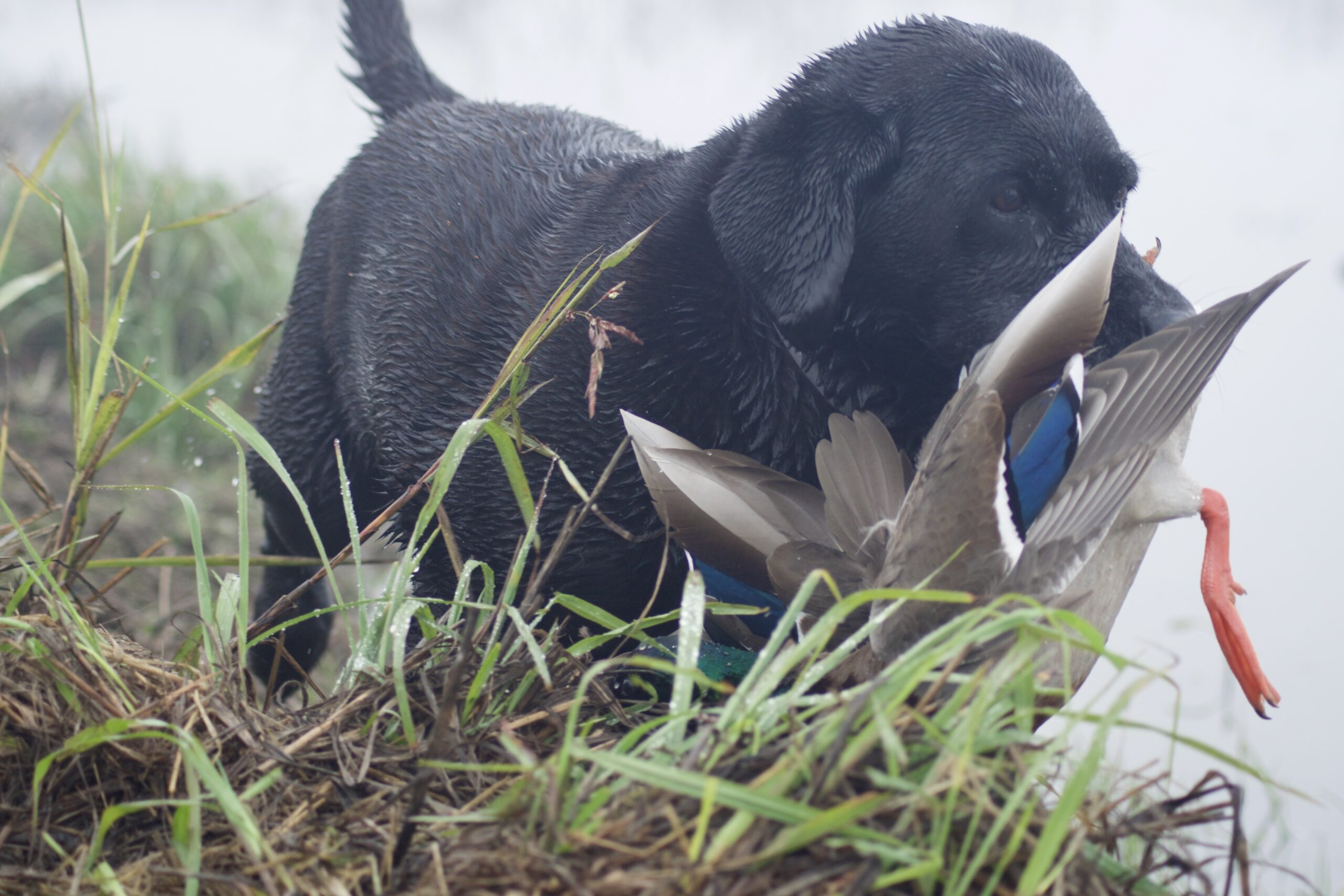 Having a dog good dog will make hunting easier.