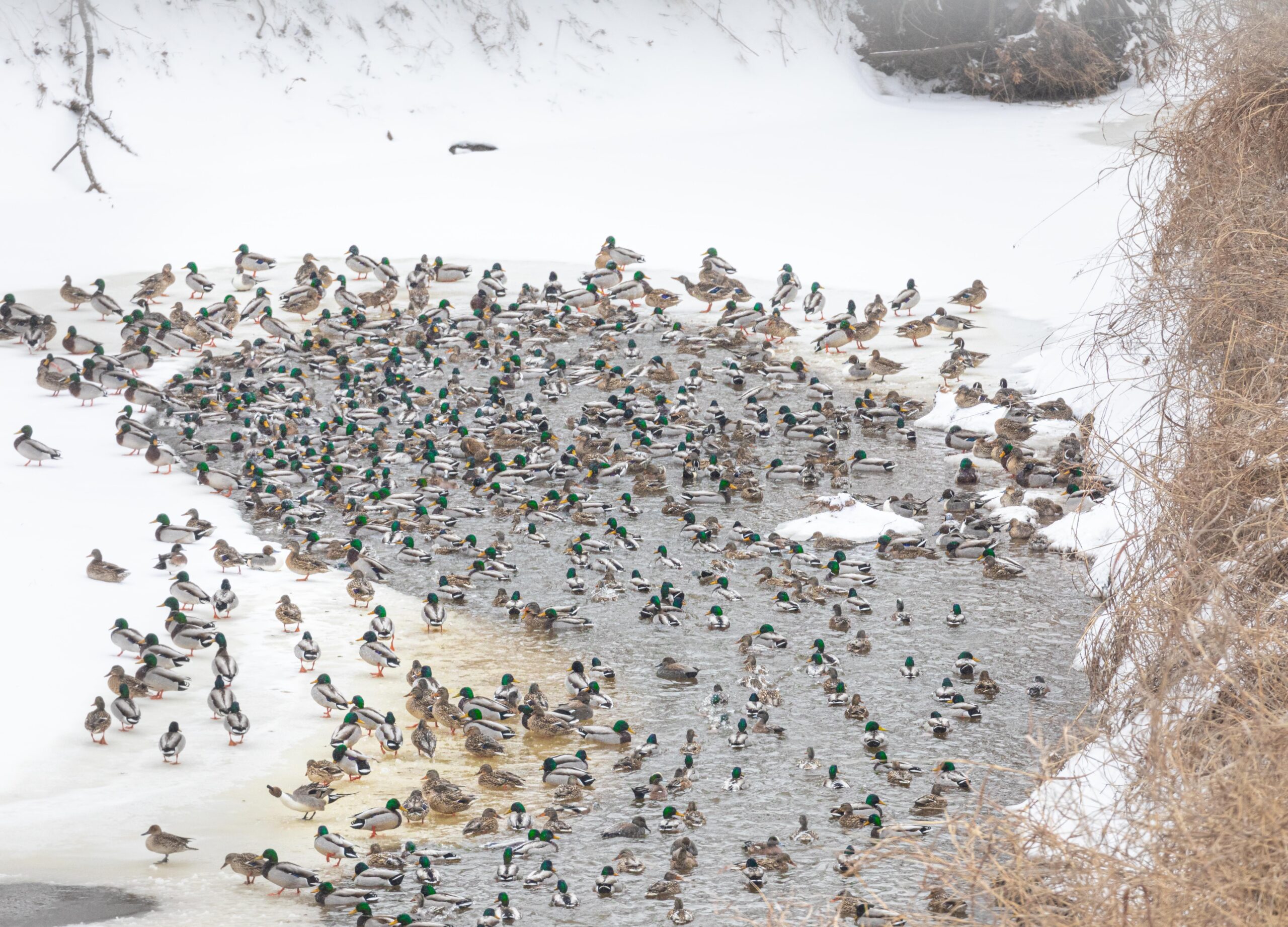 Finding duck hunting access can be a challenge.