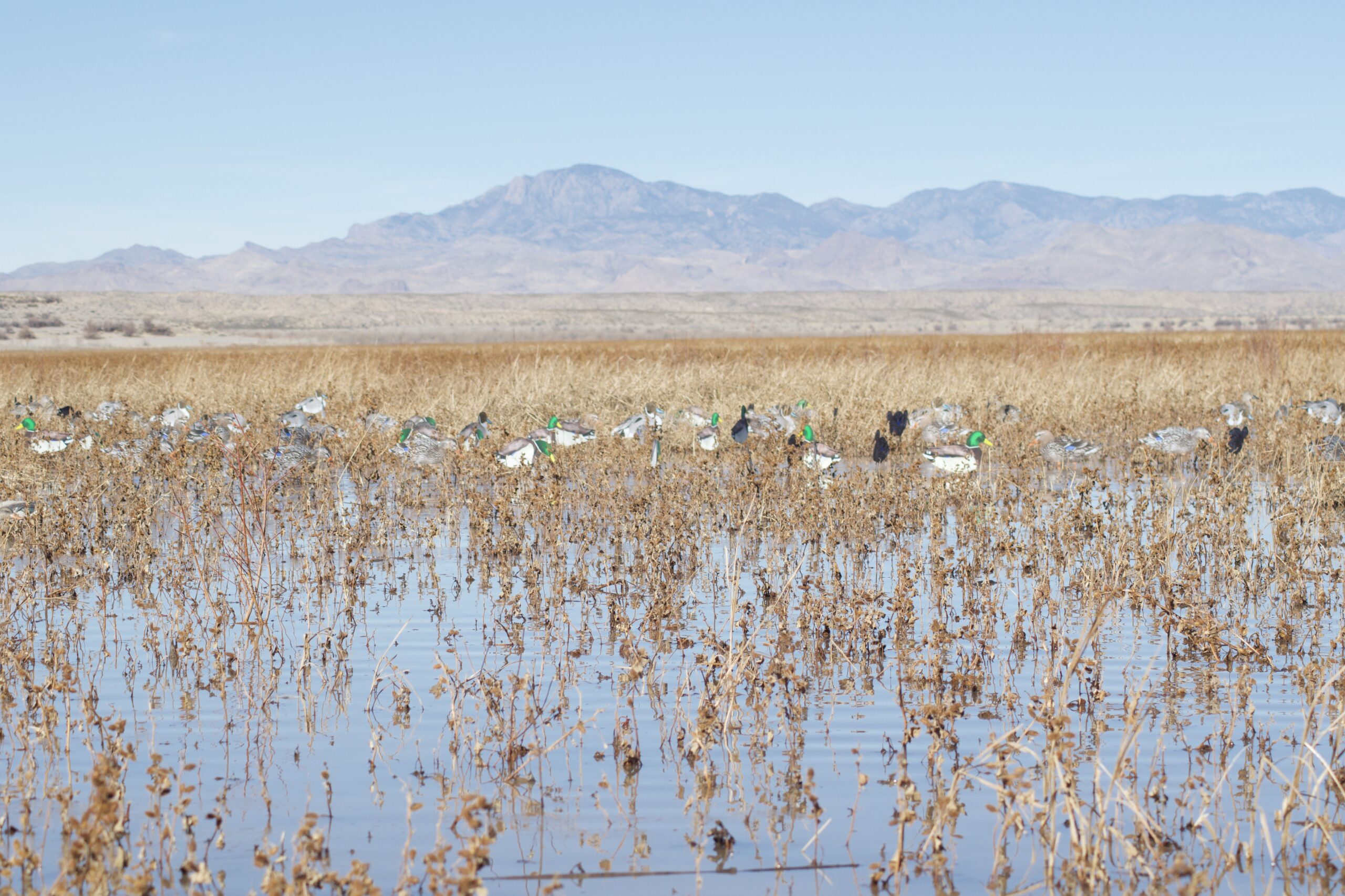 Use silos for shallow water hunts.