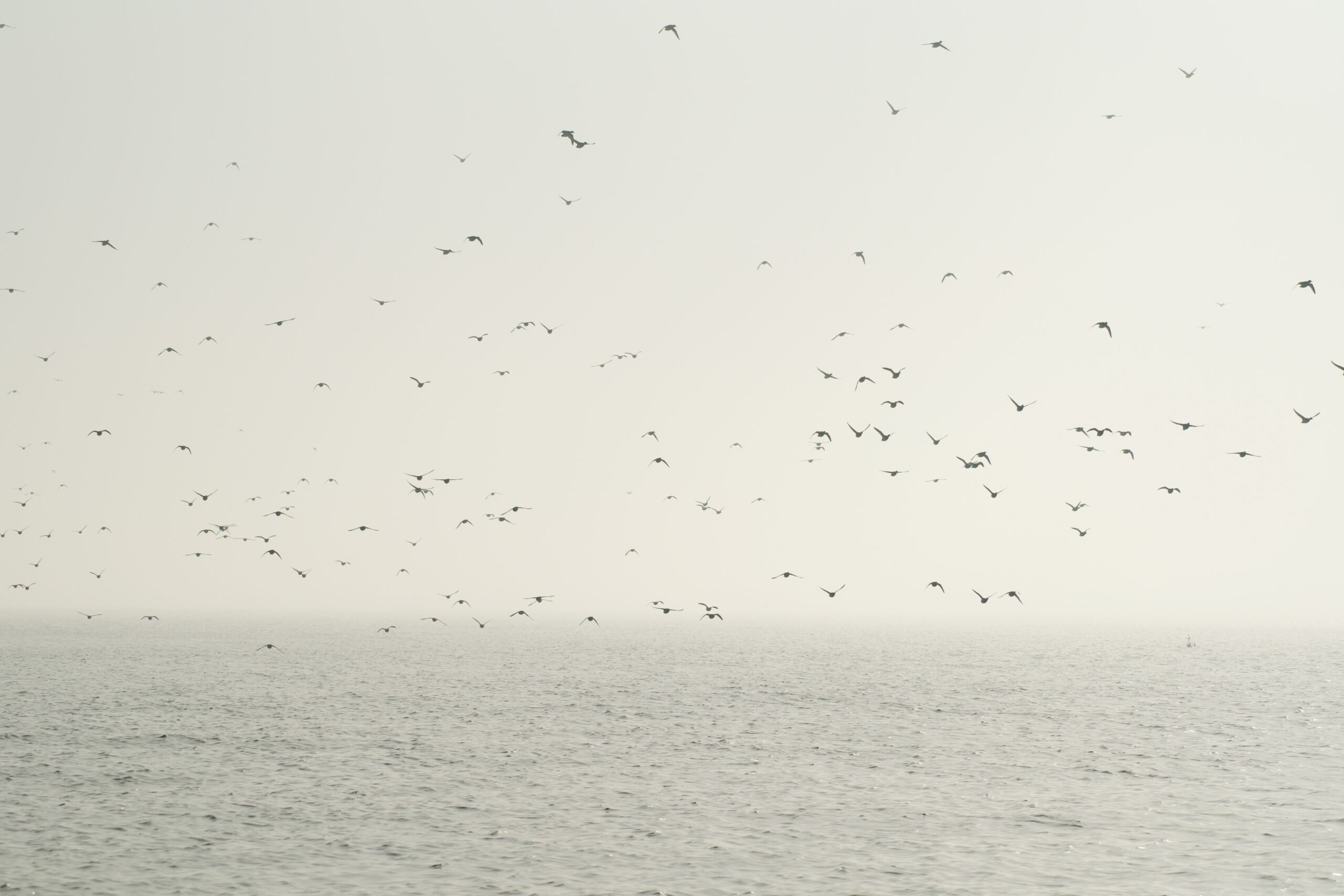 Bluebills fly over San Francisco Bay.