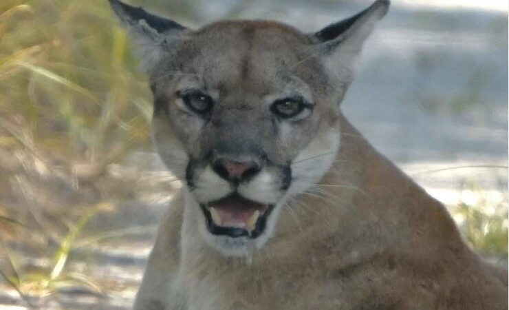 ‘I Can’t Freakin’ Believe It’: Man Encounters Rare Florida Panther