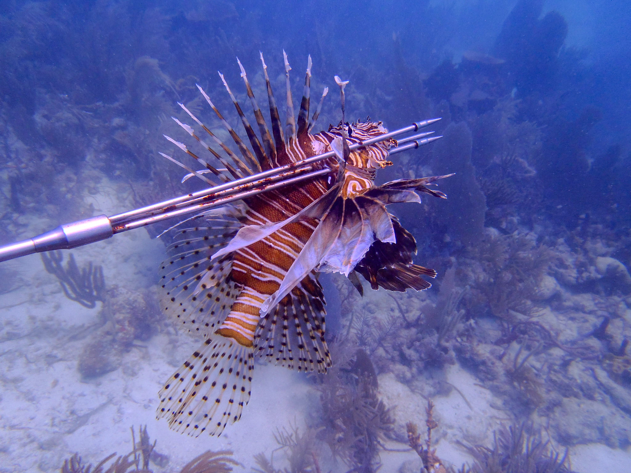 A pole spear through a lionfish