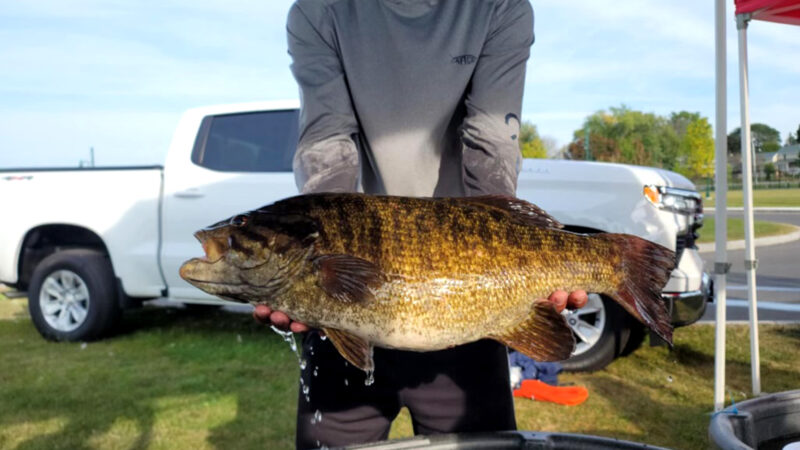 ‘I Wasn’t Going to Kill That Bass.’ Tournament Angler Releases Possible State-Record Smallmouth