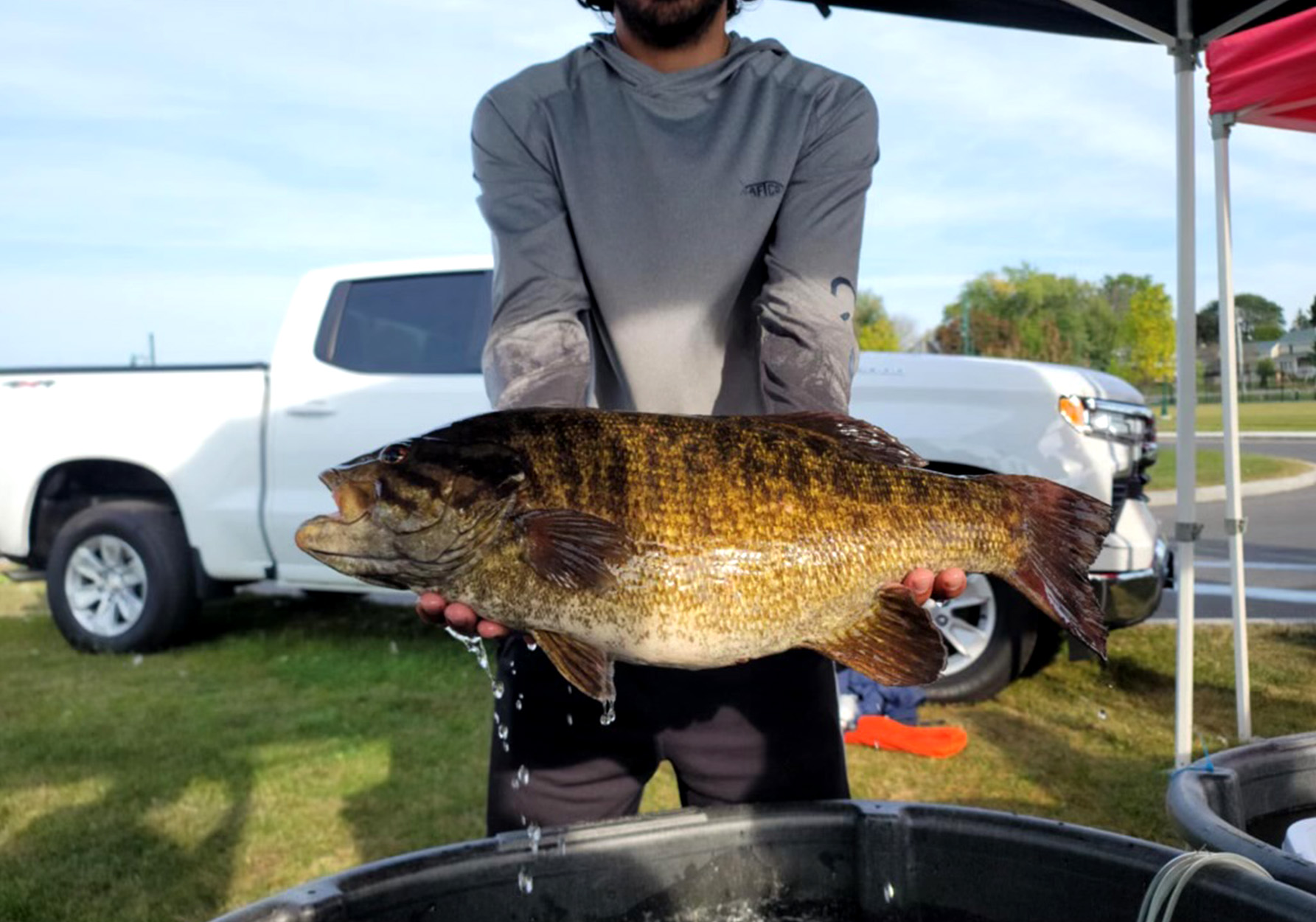 A close-up of a big smallmouth bass.