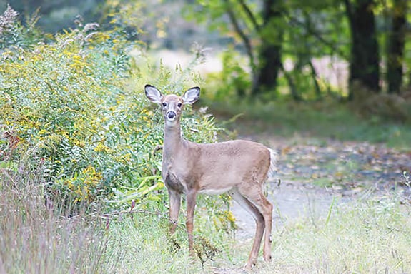 Illinois deer harvest report released, crossbow kill freezes for first time – Outdoor News