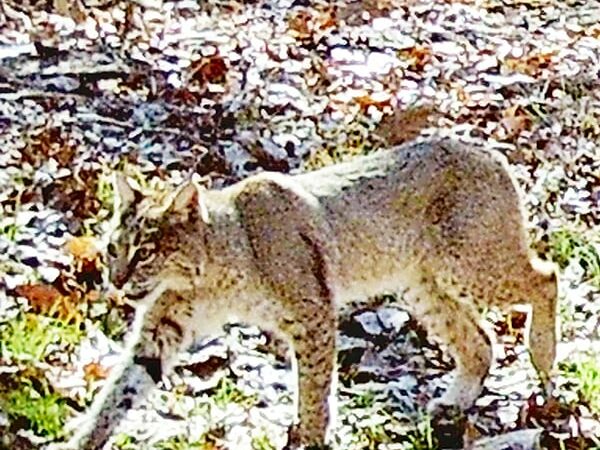 Illinois DNR will accept applications for bobcat permits through Sept. 30 – Outdoor News