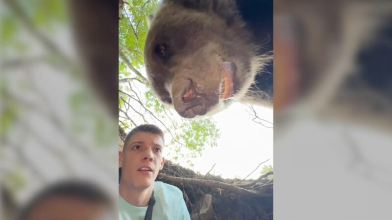 Influencer Waits in Bear’s Den, Then It Comes Home—Is This for Real?